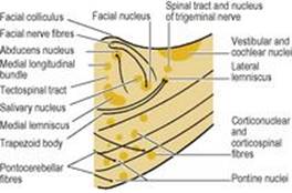 B9780702033957000079/f07-24-9780702033957.jpg is missing