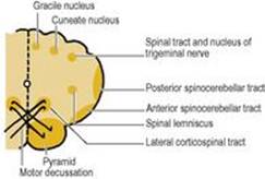B9780702033957000079/f07-25-9780702033957.jpg is missing