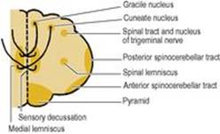 B9780702033957000079/f07-26-9780702033957.jpg is missing
