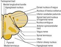 B9780702033957000079/f07-27-9780702033957.jpg is missing