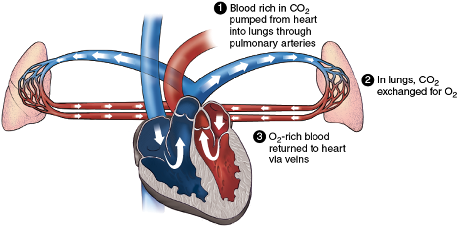 Figure 2.2 Oxygen exchange in the lungs. 