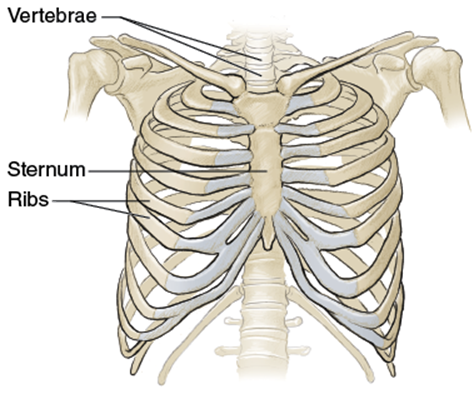 Figure 5.1 Bony structures of the torso: ribs, sternum, and vertebrae.