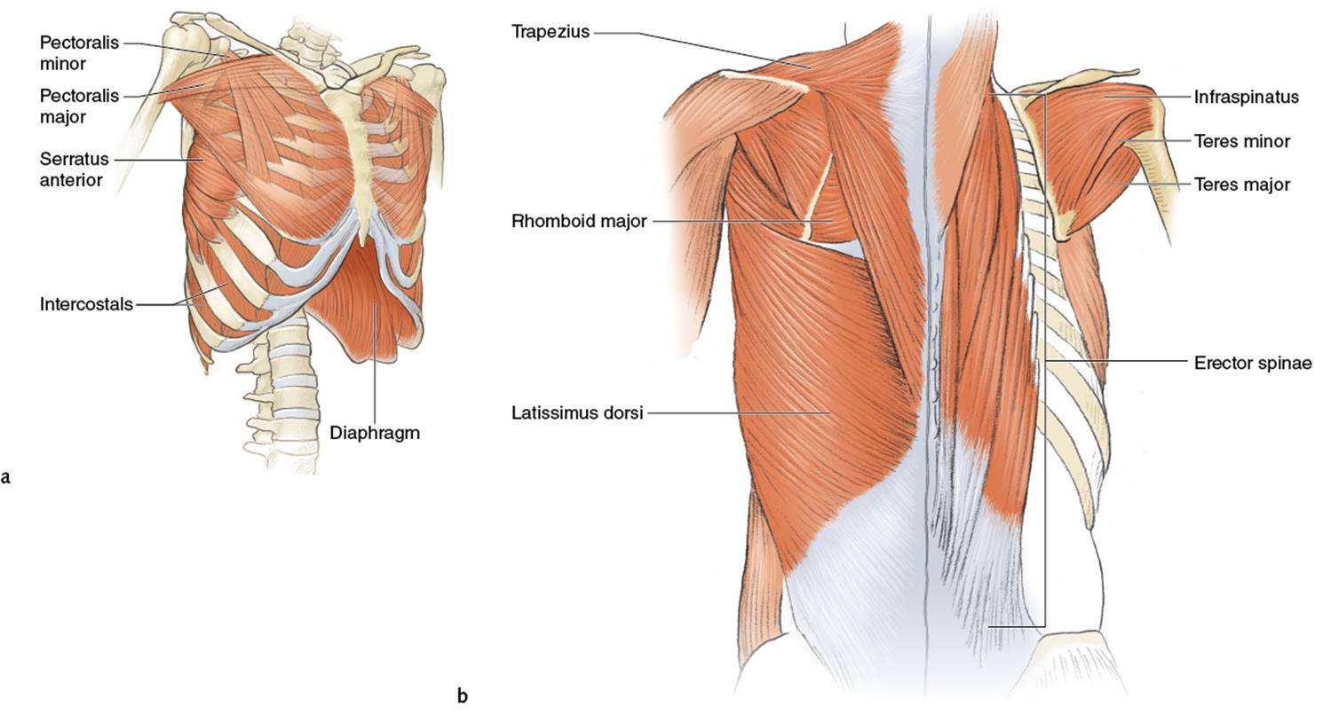 Figure 5.2 Upper torso: (a) front view and (b) back view.