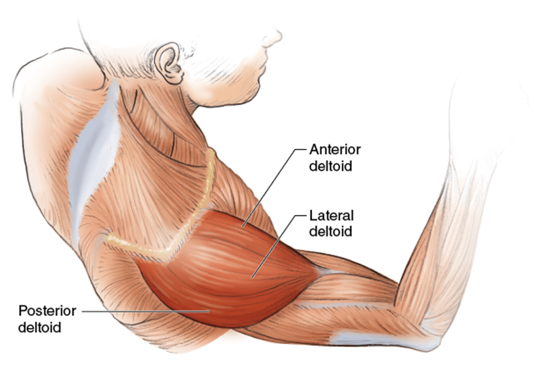 Figure 5.3 The deltoid.
