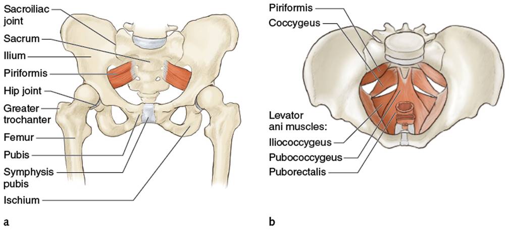 Figure 7.1 Pelvic bones and muscles: (a) bony structures; (b) pelvic floor muscles.