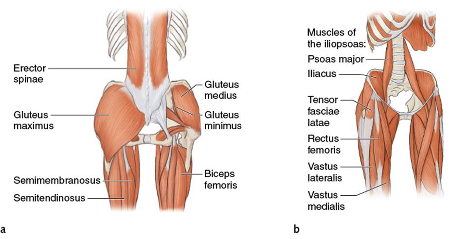 Figure 7.2 Lower core through upper leg: (a) back; (b) front.