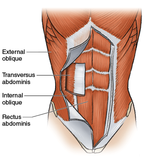 Figure 7.3 Rectus abdominis and surrounding muscles.
