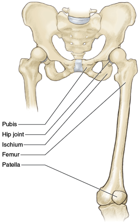 Figure 8.1 Bony structures of the upper leg.