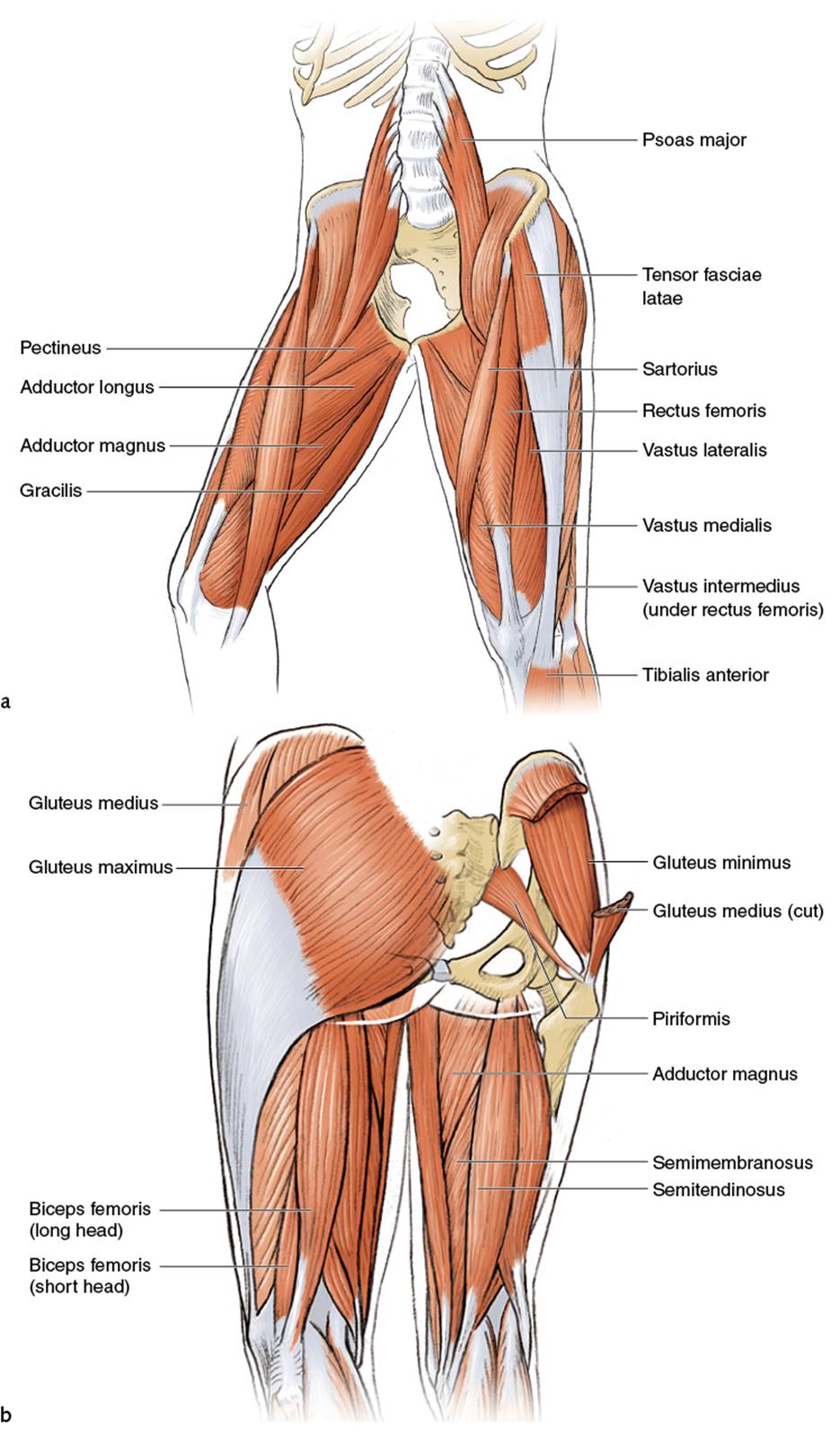 Figure 8.2 Upper leg: (a) front and (b) back.