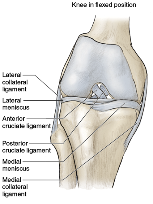 Figure 8.3 Knee ligaments and tissue.