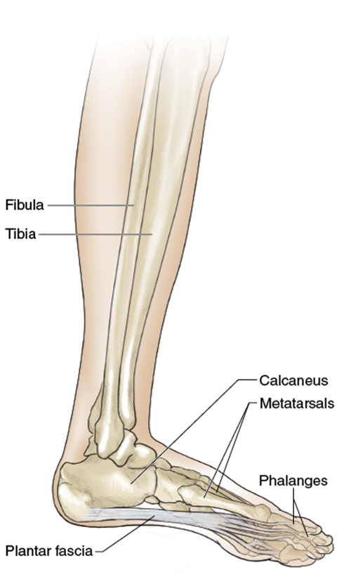 Figure 9.1 Bony structures and soft tissues of the lower leg and foot.