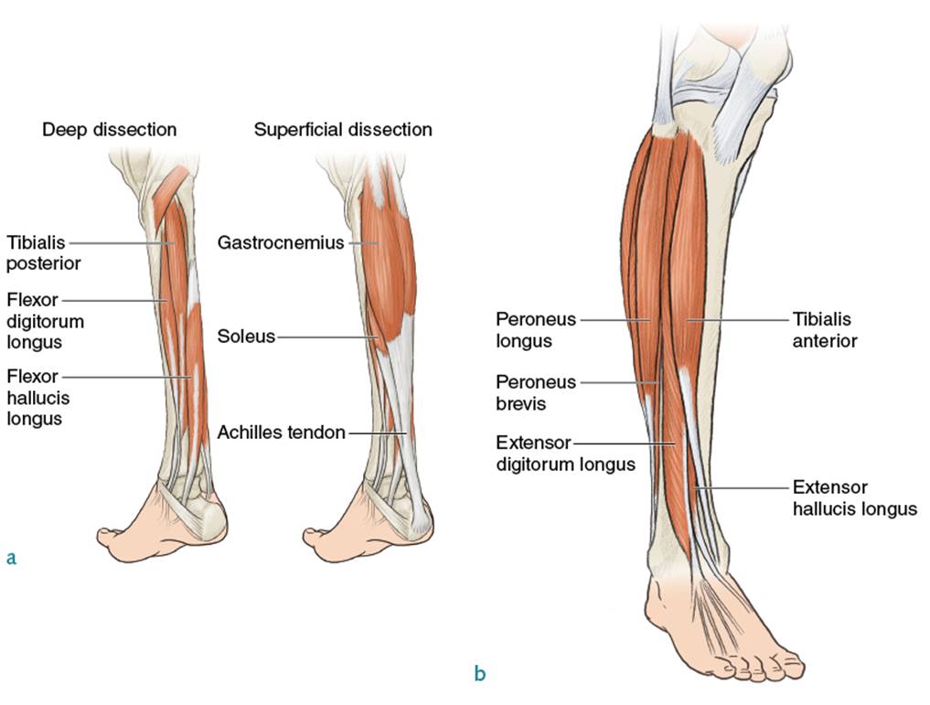 Figure 9.2 Lower leg and foot: (a) back and (b) front.