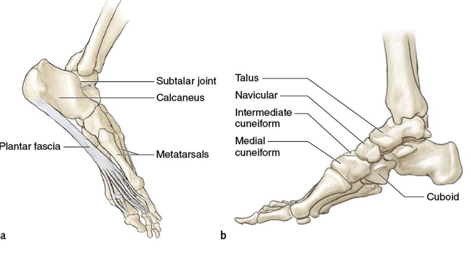 Figure 10.4 Foot: (a) underside showing plantar fascia; (b) medial side.