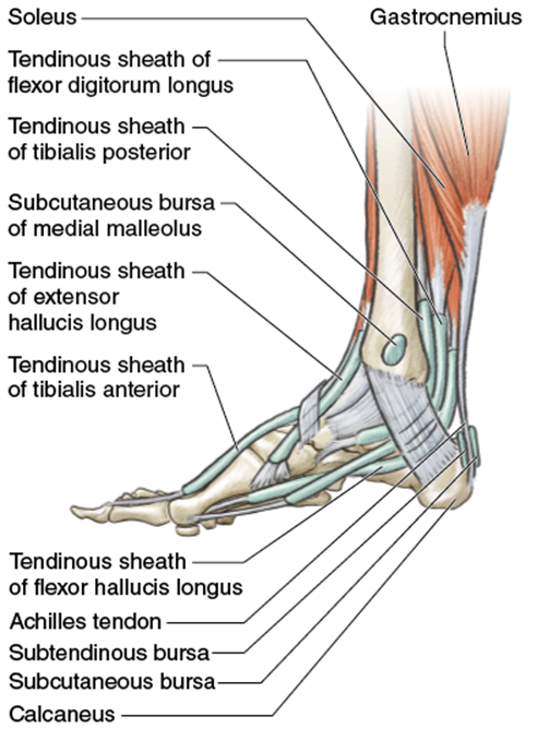 Figure 10.5 Tendons, bones, and muscles of the lower leg and foot.
