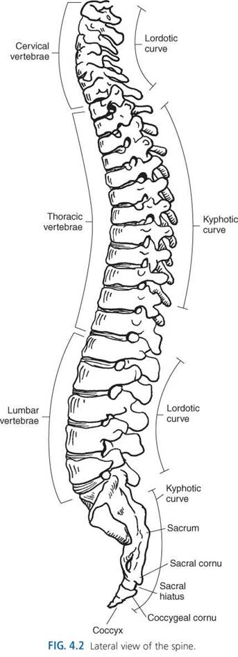 Spine - Sectional anatomy for imaging professionals, 4th edition