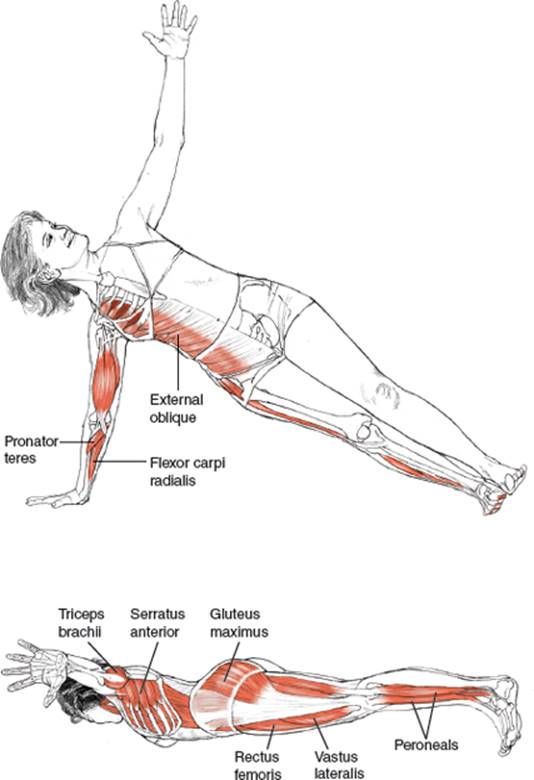 ARM SUPPORT POSES - Yoga Anatomy-2nd Edition