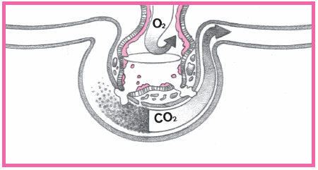 c8-tt10