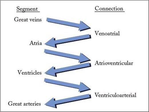 Practical Issues Related to the Examination, Anatomic Image Orientation ...