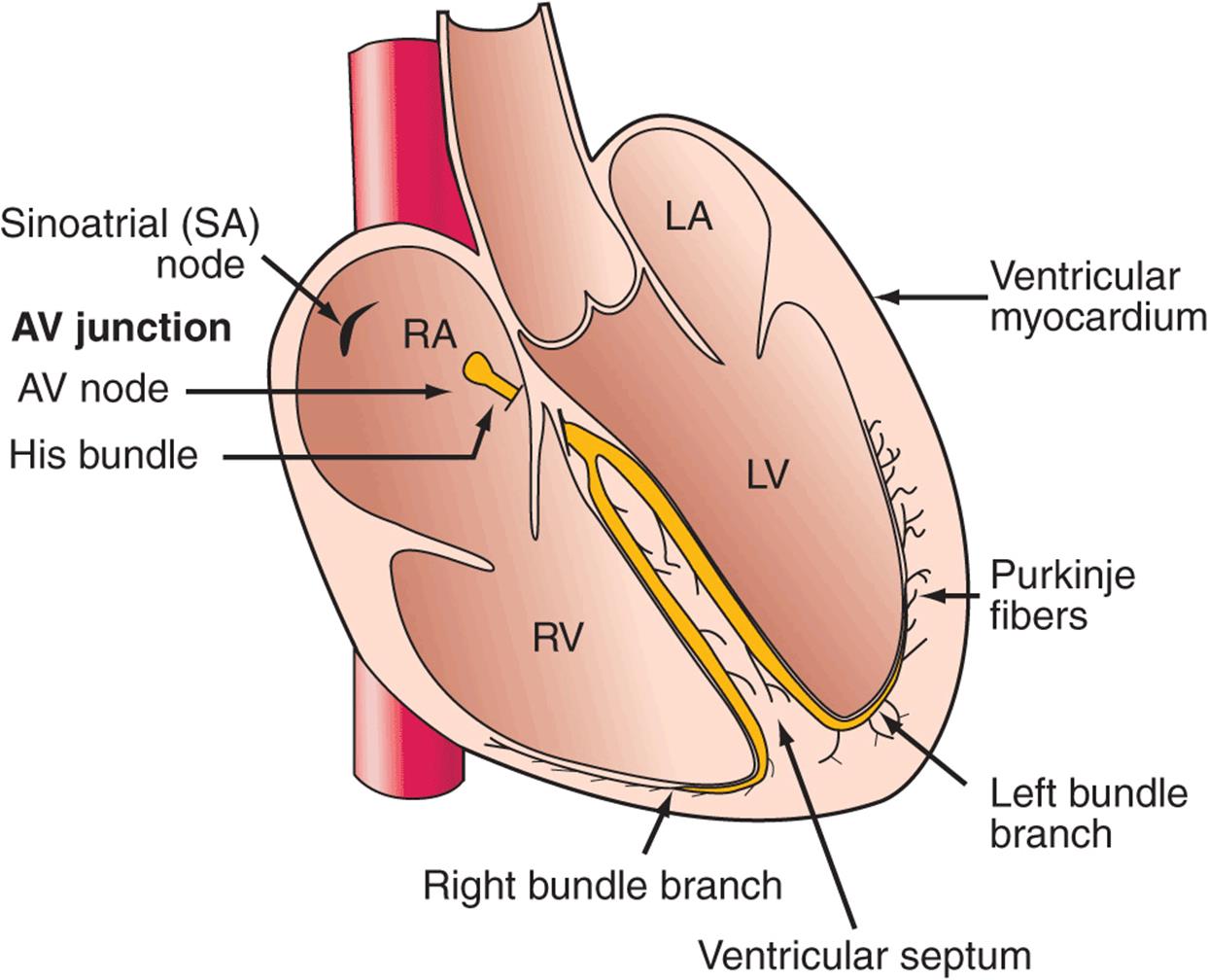 ELECTROCARDIOGRAPHY - DIAGNOSIS OF CARDIOVASCULAR DISORDERS