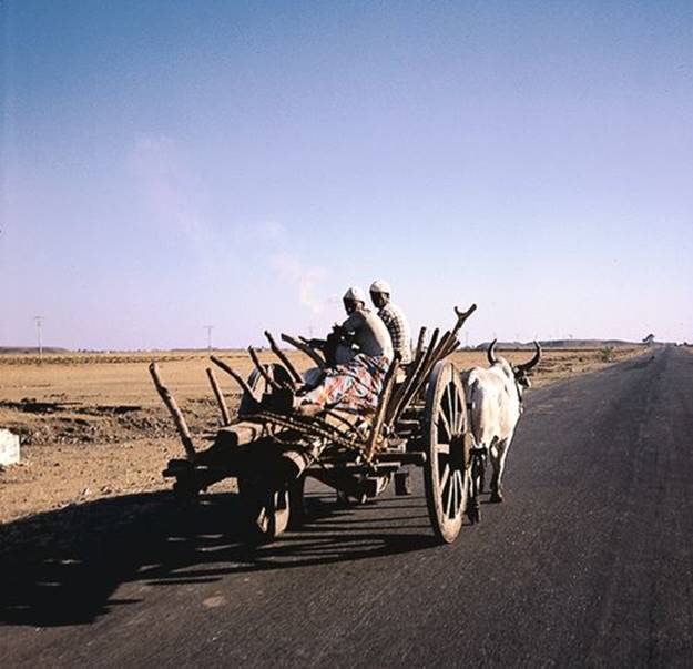 f29-13-9780702054082