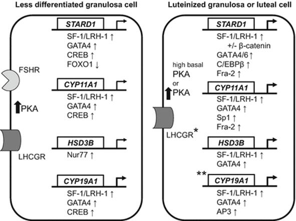 A334238_1_En_3_Fig2_HTML.gif