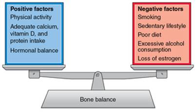 Figure 16.2 Factors that influence bone balance.