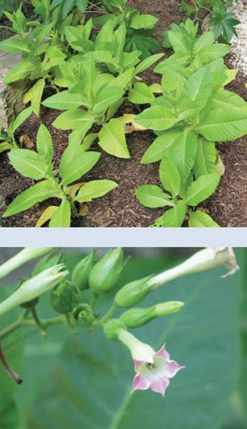 what is a tobacco spear Tobacco spear