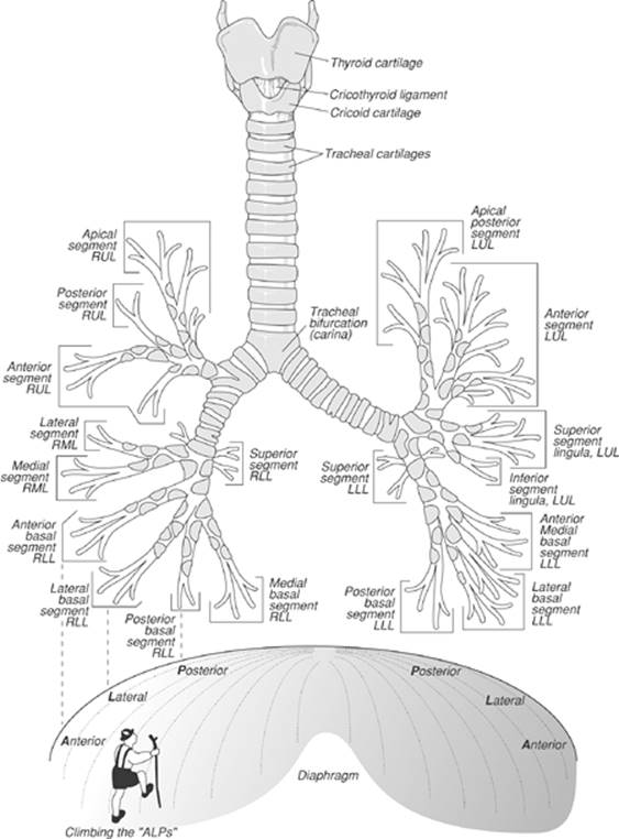 Normal Anatomy of the Chest - Chest Radiology: The Essentials, 2nd Edition