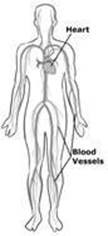 circulatory1.jpg