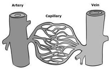 circulatory-2.jpg