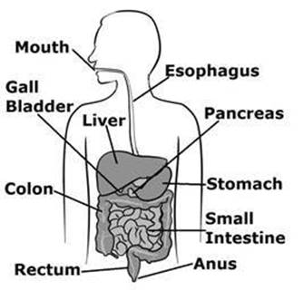 digestive.jpg