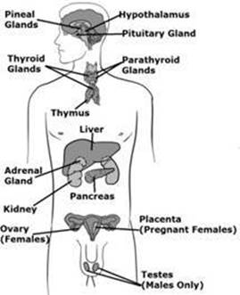 Endocrine.jpg