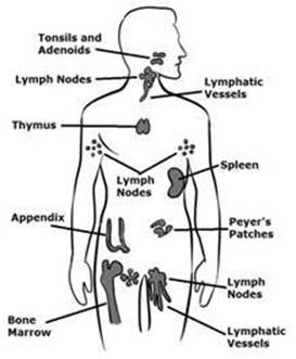 immune system (2).jpg