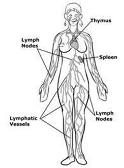 Lymphatic.jpg