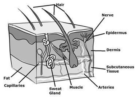 Integumentary.jpg