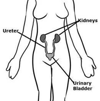 urinary (2).jpg