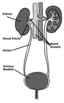 urinary2.jpg