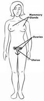 reproductive_female.jpg