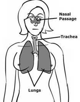 Respiratory.jpg