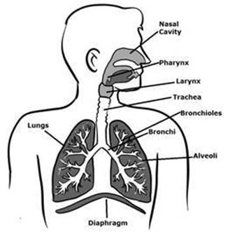 respiratory2 (2).jpg