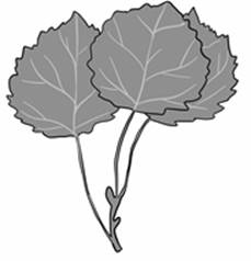 aspen-poplar.jpg