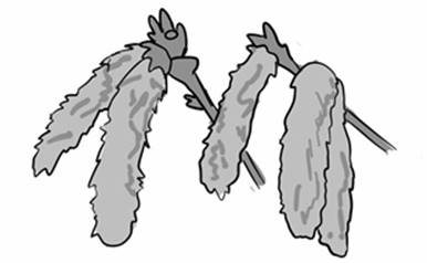aspen-poplar1.jpg