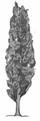 poplar.jpg