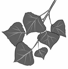 poplar leaves.jpg