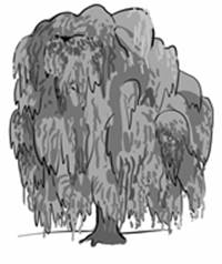 willow.jpg