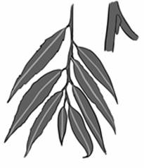 willowleaves.jpg