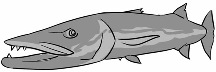 barracuda.jpg