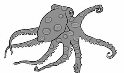 blueringedoctopus.jpg