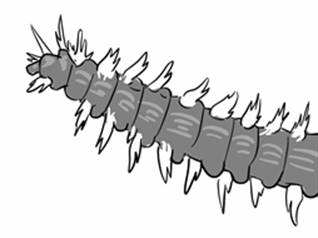 Bristleworm.jpg