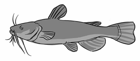 catfish.jpg